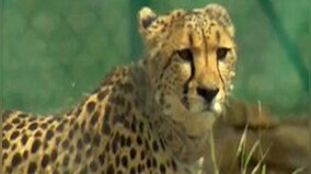 MP: Two cheetahs released in big enclosure at Kuno National Park, says forest official