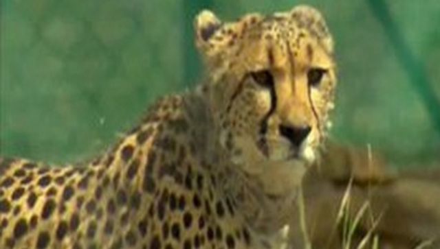 MP: Two cheetahs released in big enclosure at Kuno National Park, says forest official MP: Two cheetahs released in big enclosure at Kuno National Park, says forest official