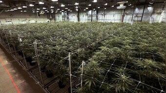 Voters in five states decide whether to legalize marijuana