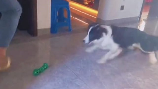 Viral: Dog shows excellent 'goalkeeping' skills during playtime; leaves internet impressed Viral: Dog shows excellent 'goalkeeping' skills during playtime; leaves internet impressed