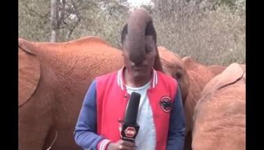 Watch: Elephant dabs kiss on journalist’s face during broadcast