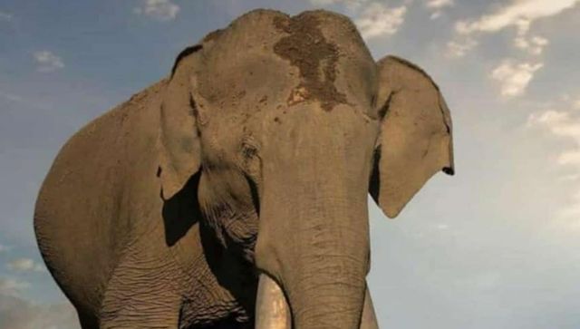 Driver reverses bus for 8 km to escape wild tusker in Kerala, video goes viral Driver reverses bus for 8 km to escape wild tusker in Kerala, video goes viral