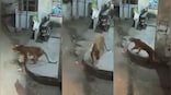 Death of an old, injured tigress, or, a series of truly unfortunate events in Almora