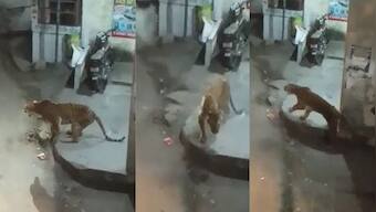 Death of an old, injured tigress, or, a series of truly unfortunate events in Almora