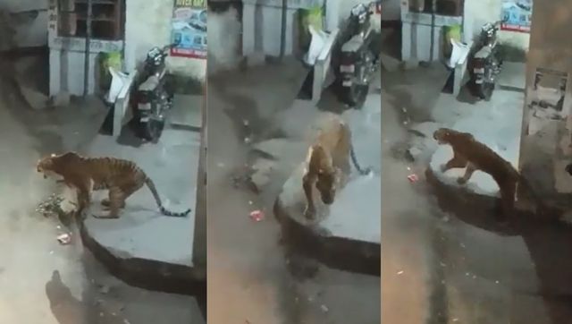 Death of an old, injured tigress, or, a series of truly unfortunate events in Almora Death of an old, injured tigress, or, a series of truly unfortunate events in Almora