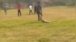 Pregnant dog beaten to death by mob of students in Delhi,video goes viral