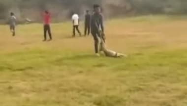 Pregnant dog beaten to death by mob of students in Delhi,video goes viral