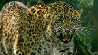 Cats in the City: Why leopard attacks are not rare in Mumbai