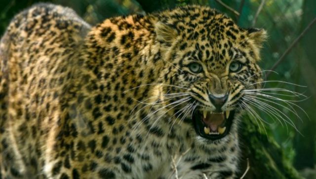 Cats in the City: Why leopard attacks are not rare in Mumbai Cats in the City: Why leopard attacks are not rare in Mumbai