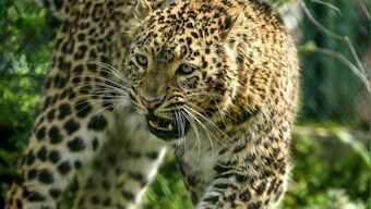 Leopard attacks two women in Uttarakhand, video raises concern