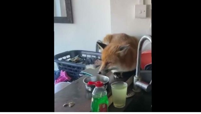 Viral Video: UK family left in shock after fox breaks into their home Viral Video: UK family left in shock after fox breaks into their home