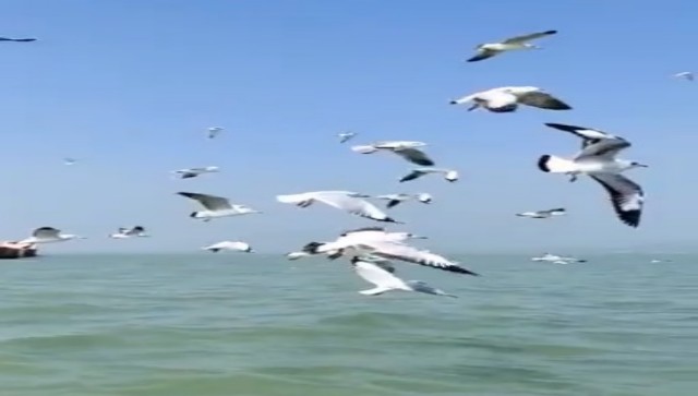 Watch: IFS officer drops mesmerizing video of migratory birds flying over Chilika lagoon in Odisha Watch: IFS officer drops mesmerizing video of migratory birds flying over Chilika lagoon in Odisha
