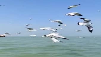 Watch: IFS officer drops mesmerizing video of migratory birds flying over Chilika lagoon in Odisha