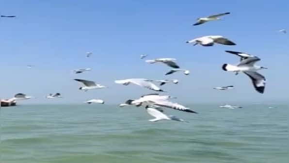 Watch: IFS officer drops mesmerizing video of migratory birds flying over Chilika lagoon in Odisha