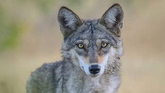 Wolves: Forest’s fearless fighters find themselves on endangered list