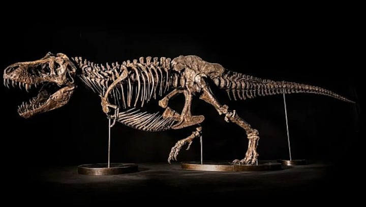 Why Christie's has pulled Shen, the Tyrannosaurus rex skeleton, off the auction block