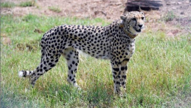 India to get more than 100 cheetahs from South Africa India to get more than 100 cheetahs from South Africa