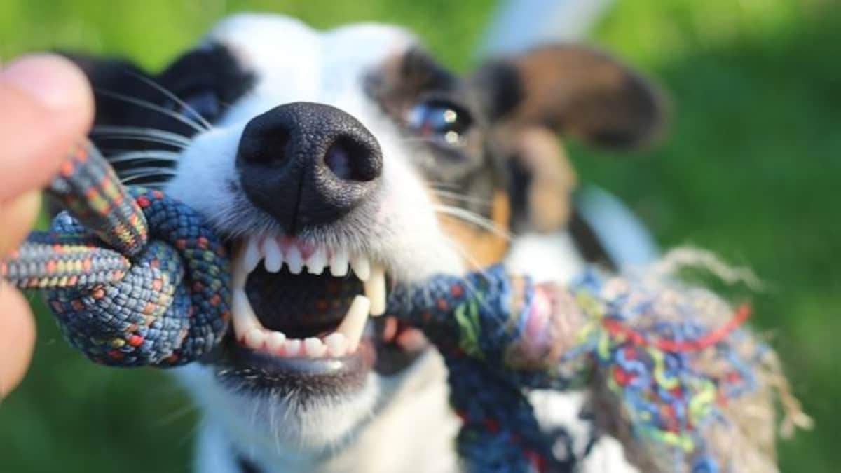 Watch: Pet dog bites schoolboy in lift of Greater Noida society; incident sparks fear among residents