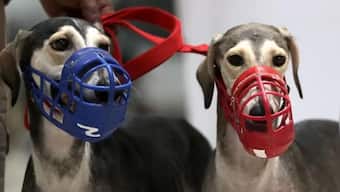 Muzzle your pet dog, else pay Rs 2 lakh fine, says Gurugram consumer forum as it bans 11 foreign breeds