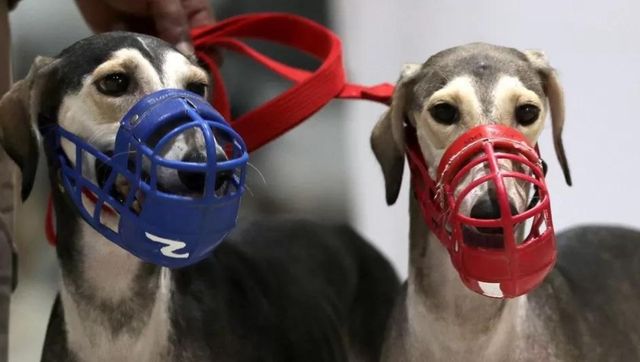 Muzzle your pet dog, else pay Rs 2 lakh fine, says Gurugram consumer forum as it bans 11 foreign breeds Muzzle your pet dog, else pay Rs 2 lakh fine, says Gurugram consumer forum as it bans 11 foreign breeds