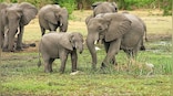 Explained: Why Japan’s ivory market is no longer a threat to elephant populations
