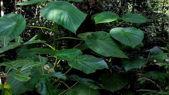 The ‘suicide plant’: The story of growing the ‘world’s most dangerous shrub’ in a home garden