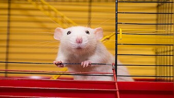 Can rats dance to the beats of Lady Gaga?