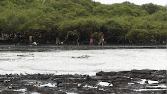 COP27: What is the Mangrove Alliance for Climate that India has joined?