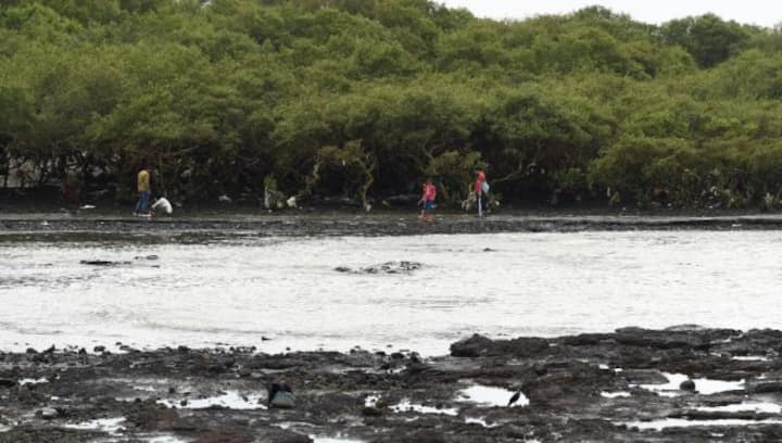 COP27: What is the Mangrove Alliance for Climate that India has joined?
