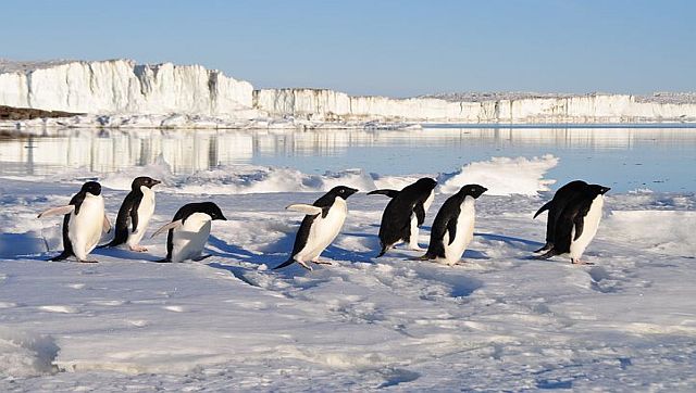 Emperor penguins receive 'Endangered Species Act' protection: Will it save them from going extinct? Emperor penguins receive 'Endangered Species Act' protection: Will it save them from going extinct?
