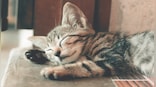 Hello Kitty: Can you communicate with your pet cat?
