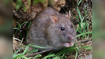 Don't even rats fear UP Police? Mathura cops tell court mice ate 500 kg marijuana in warehouses