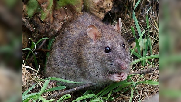 Don't even rats fear UP Police? Mathura cops tell court mice ate 500 kg marijuana in warehouses