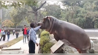 Viral video: Security guard slaps giant hippo back into its enclosure; garners mixed reactions