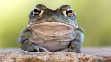 Toad-ally crazy: Why are people in the US licking the Sonoran desert toad?