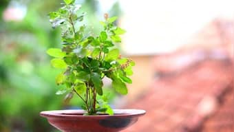From Tulsi to Aloe Vera; Five plants with medicinal benefits that can be grown at home