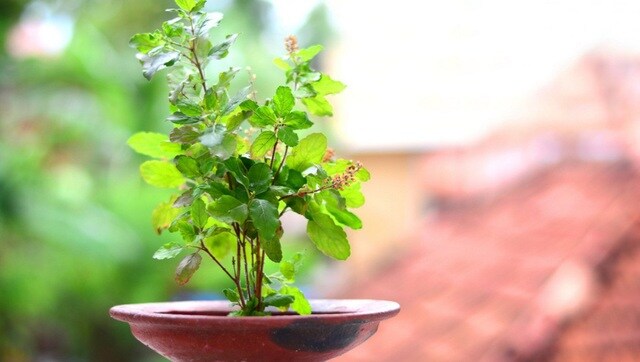 From Tulsi to Aloe Vera; Five plants with medicinal benefits that can be grown at home From Tulsi to Aloe Vera; Five plants with medicinal benefits that can be grown at home