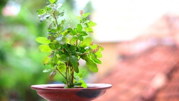 From Tulsi to Aloe Vera; Five plants with medicinal benefits that can be grown at home