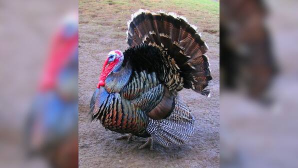Turkey bird shows excellent leadership skill to help his flock cross busy road; Harsh Goenka reacts