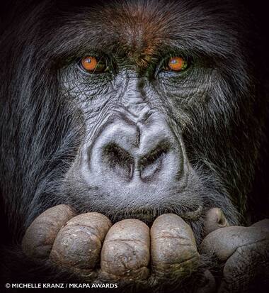Pensive gorilla, bloody lioness and more... The winners of the African Wildlife Photography awards