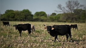 Moohem in Quebec: How out of control cows are wreaking havoc on this Canadian town