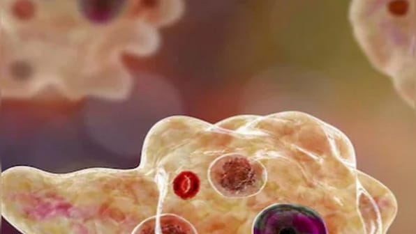 What is the brain-eating amoeba that killed South Korean man?