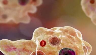 What is the brain-eating amoeba that killed South Korean man?