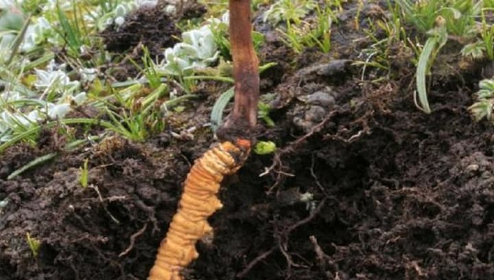 What is Cordyceps fungus, which Chinese Army intruded into Indian territory to find?