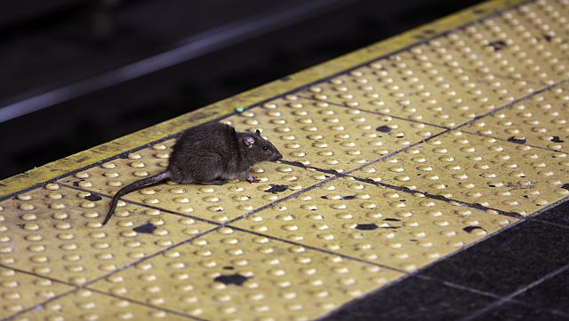 Are you good at killing rats? New York City is looking for a ‘bloodthirsty’ rodent czar Are you good at killing rats? New York City is looking for a ‘bloodthirsty’ rodent czar
