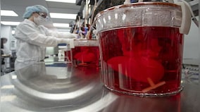 Explained: How pig livers could help ease human organ shortage