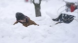 Explained: Why winter-wise Buffalo was paralysed and stunned by storm
