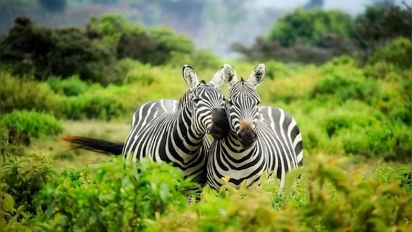 140 participating nations of COP15 adopt UNDP Nature Pledge