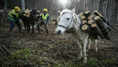 Bulgarians stock up on firewood as energy costs surge in Europe