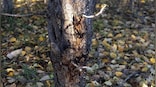 Explained: How climate change amplifies the threat posed by a forest-eating bug